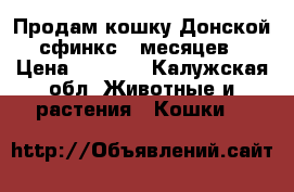 Продам кошку Донской сфинкс 9 месяцев › Цена ­ 3 000 - Калужская обл. Животные и растения » Кошки   